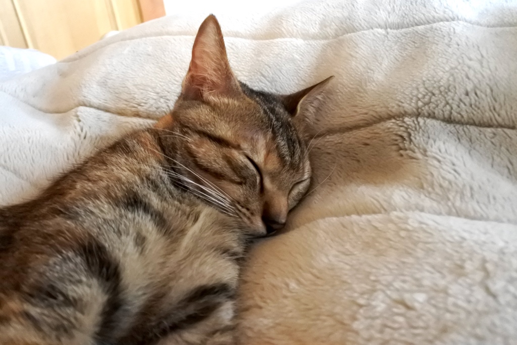 f:id:vegan24:20180206164407j:plain