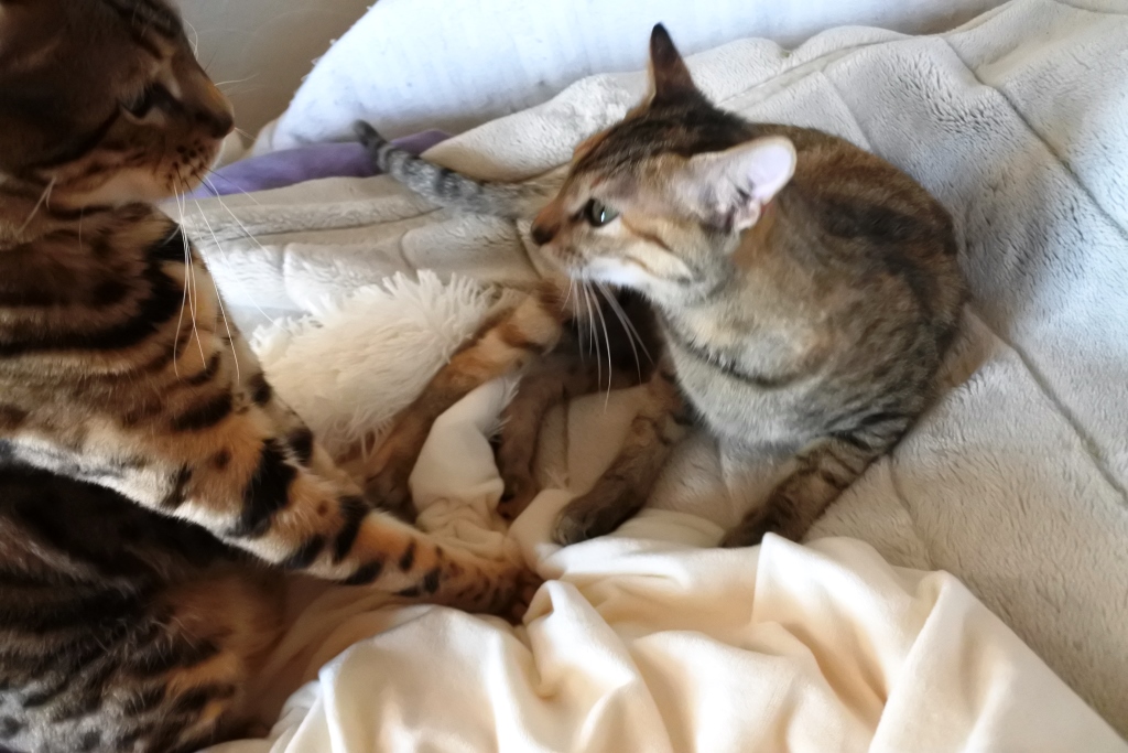 f:id:vegan24:20180206164411j:plain