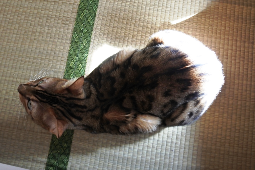 f:id:vegan24:20180219165728j:plain