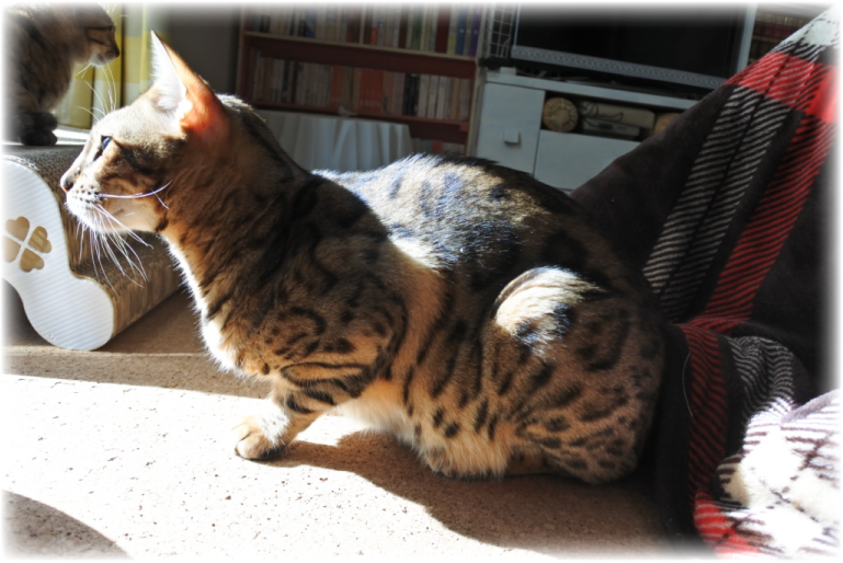 f:id:vegan24:20180219165738p:plain