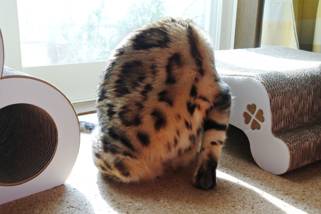 f:id:vegan24:20180219165745j:plain