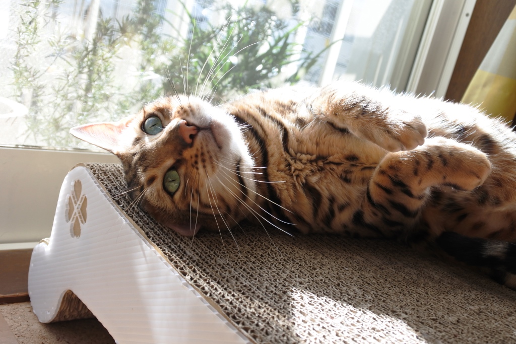 f:id:vegan24:20180219165750j:plain