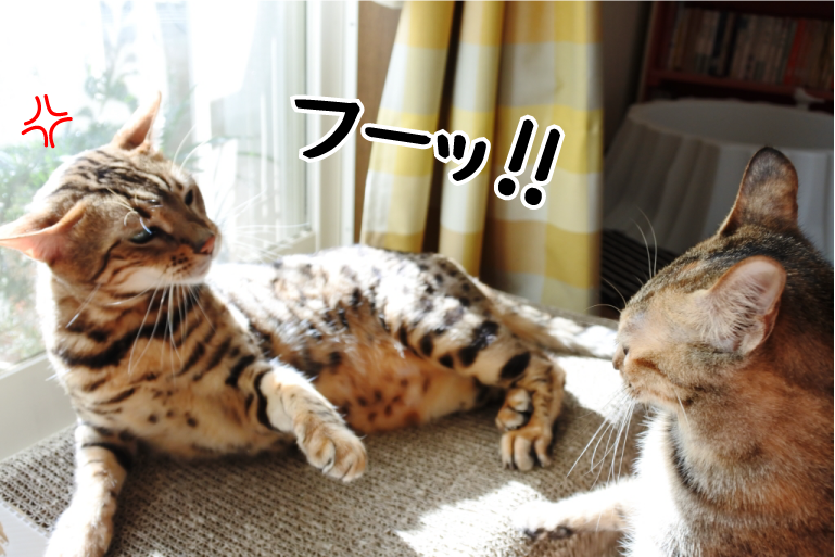 f:id:vegan24:20180219165803p:plain