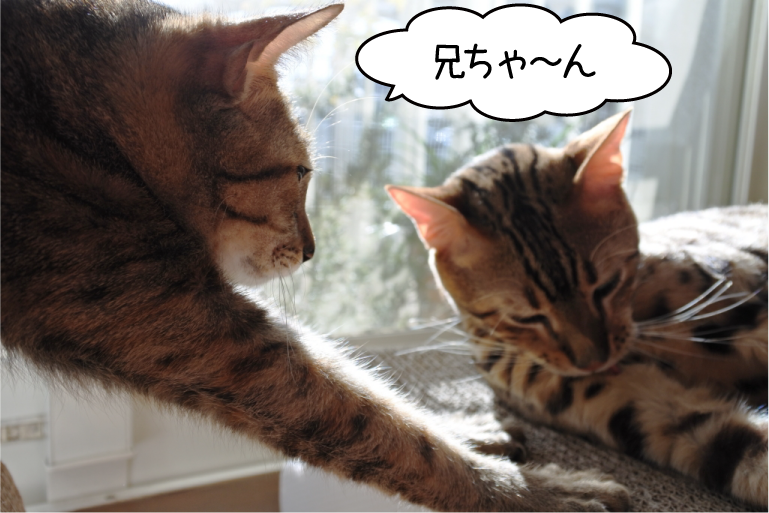 f:id:vegan24:20180219170231p:plain