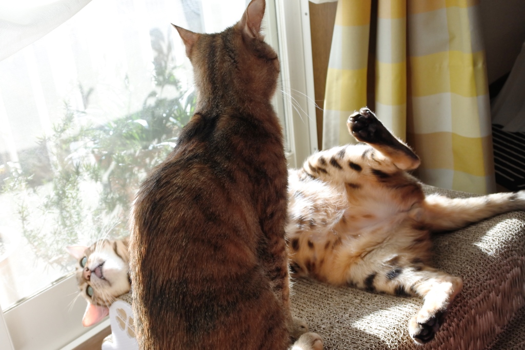 f:id:vegan24:20180219170241j:plain