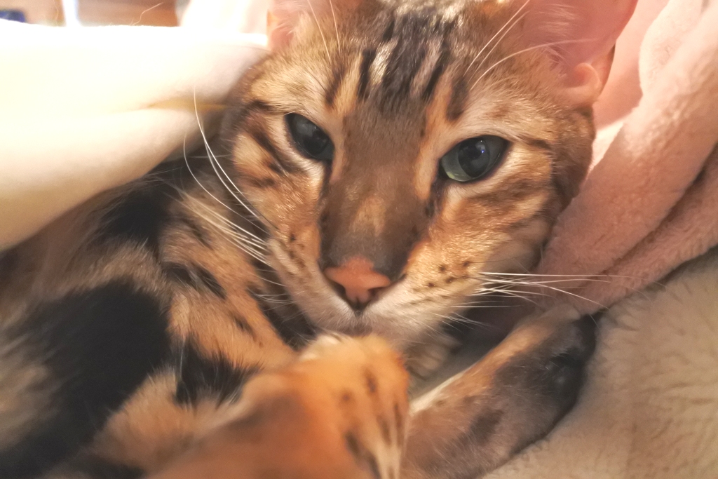 f:id:vegan24:20180225193617j:plain