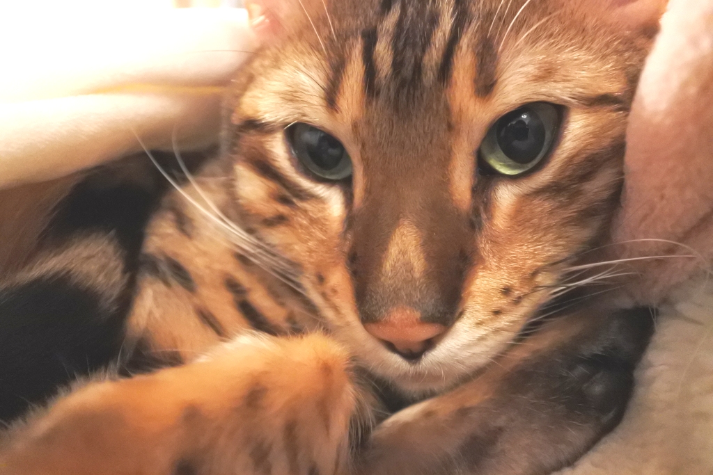 f:id:vegan24:20180225193622j:plain