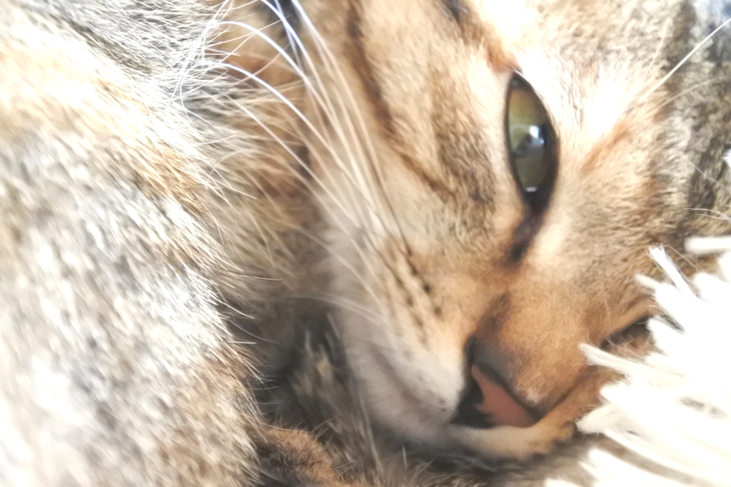 f:id:vegan24:20180225193626j:plain