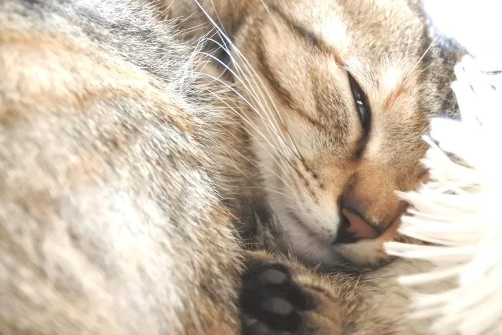 f:id:vegan24:20180225193630j:plain