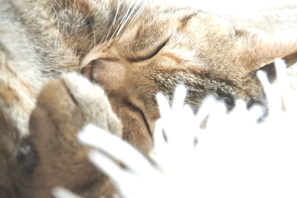 f:id:vegan24:20180225193634j:plain