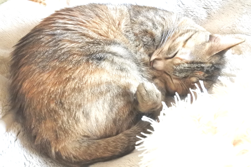 f:id:vegan24:20180225193640j:plain