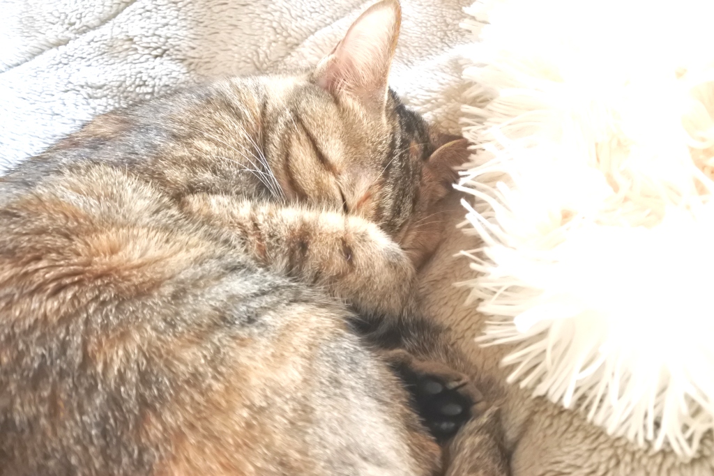 f:id:vegan24:20180225193644j:plain