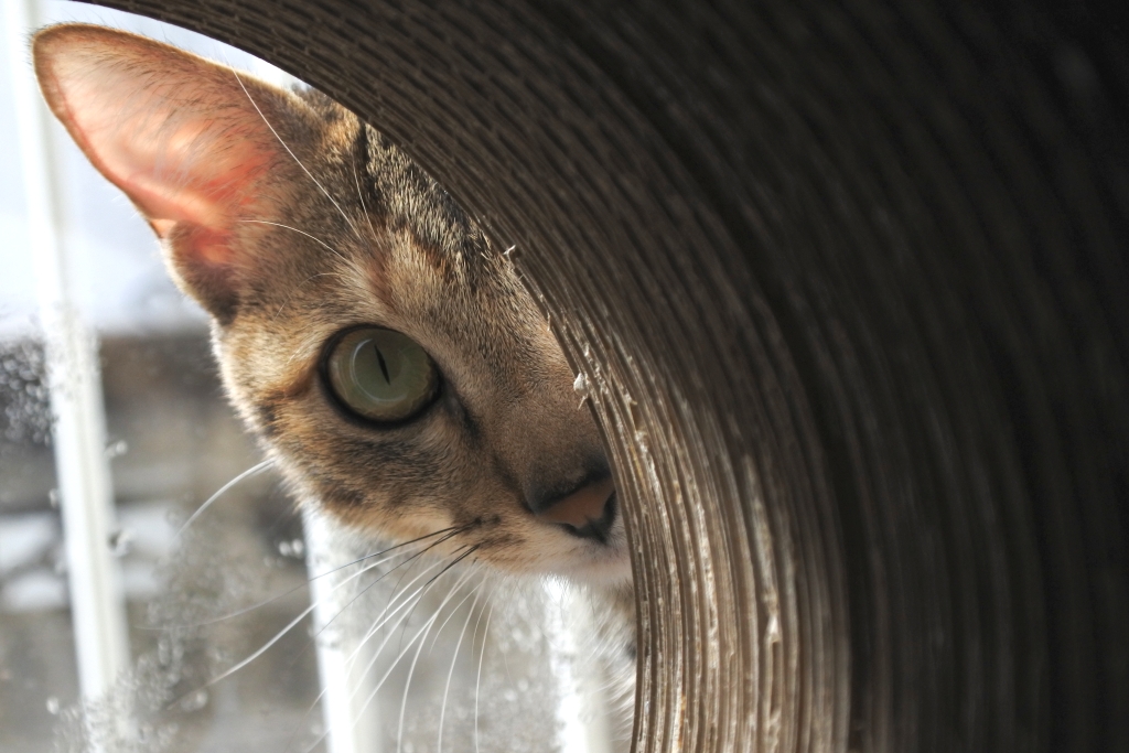 f:id:vegan24:20180311203821j:plain