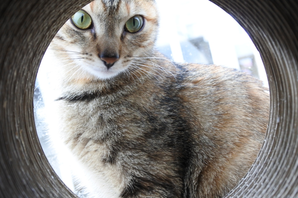 f:id:vegan24:20180311203825j:plain