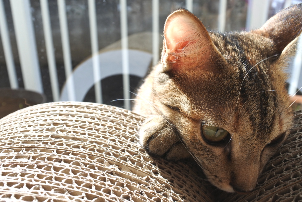 f:id:vegan24:20180311203832j:plain