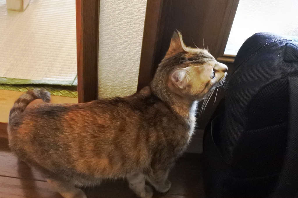 f:id:vegan24:20180322203426j:plain
