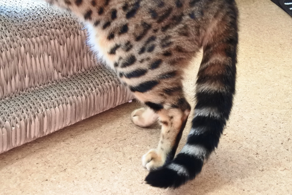 f:id:vegan24:20180329204015j:plain