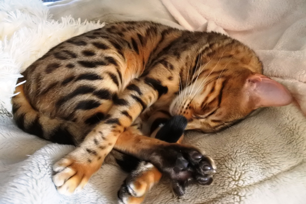 f:id:vegan24:20180329204020j:plain