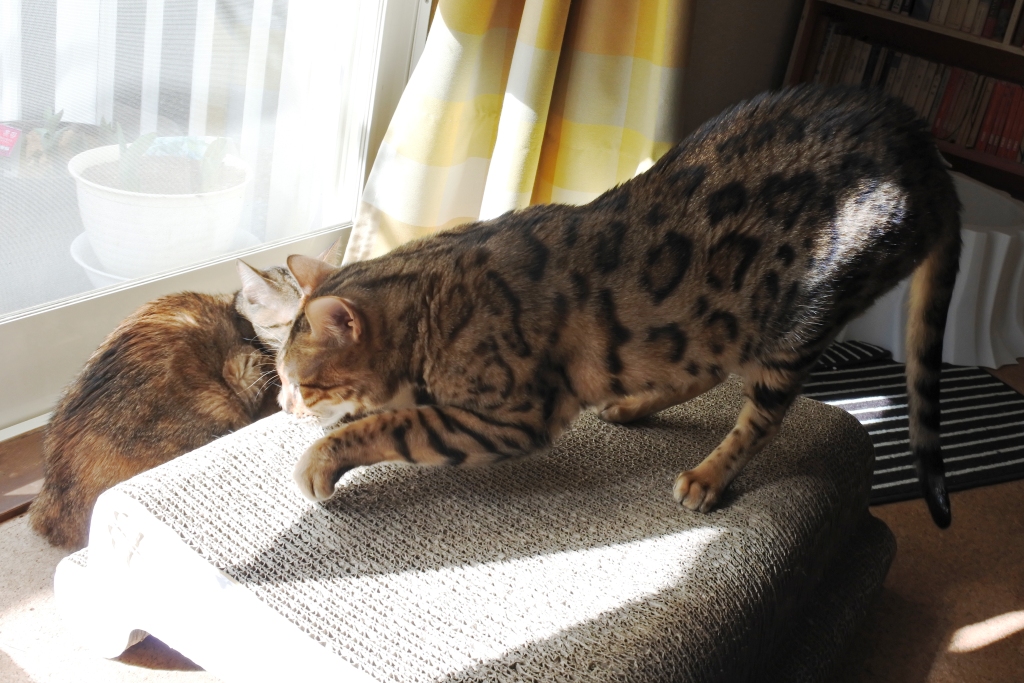 f:id:vegan24:20180329204027j:plain