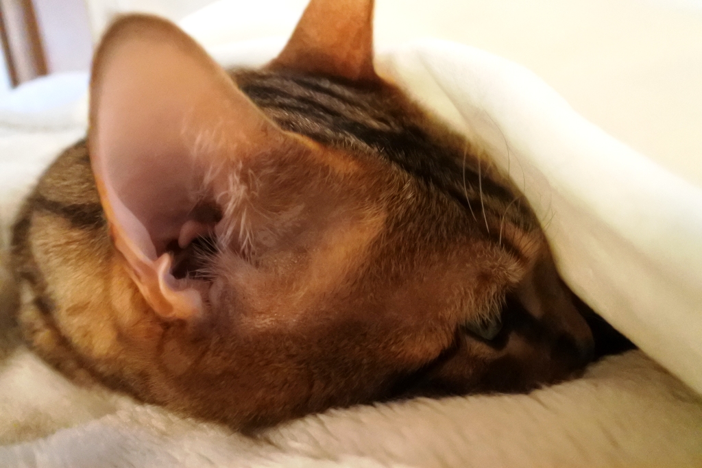 f:id:vegan24:20180329204032j:plain