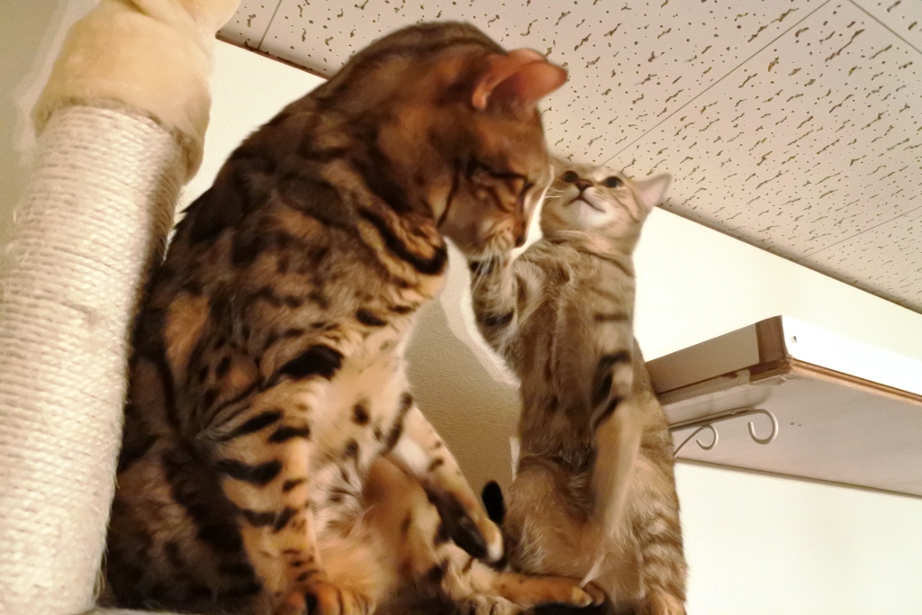 f:id:vegan24:20180329204037j:plain