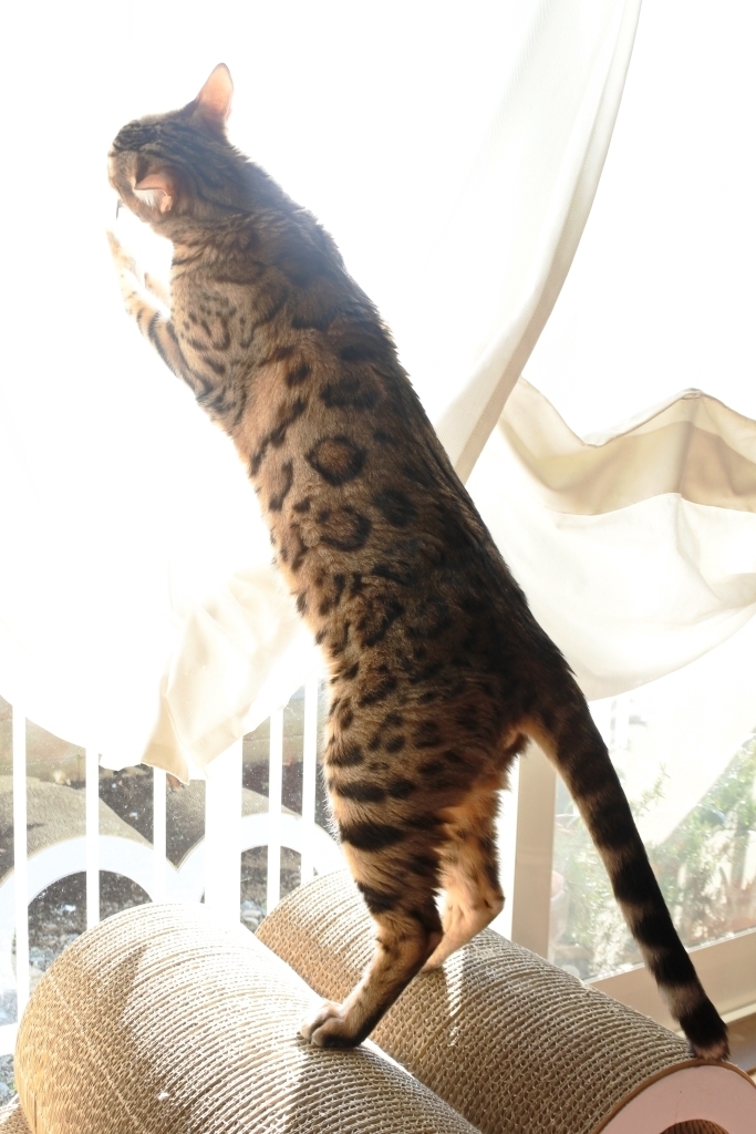 f:id:vegan24:20180329204041j:plain