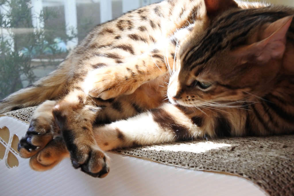 f:id:vegan24:20180329204046j:plain