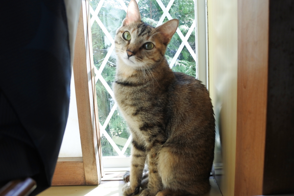 f:id:vegan24:20180331131908j:plain f:id:vegan24:20180331131908j:plain