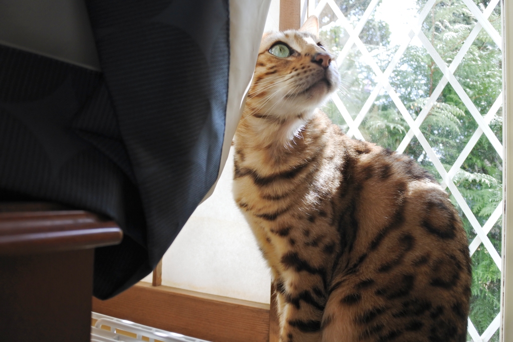 f:id:vegan24:20180331131914j:plain f:id:vegan24:20180331131914j:plain