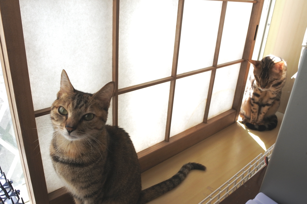 f:id:vegan24:20180331131919j:plain f:id:vegan24:20180331131919j:plain