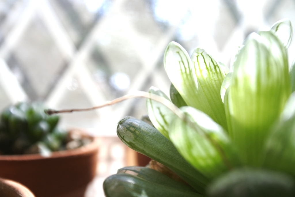 f:id:vegan24:20180331131933j:plain f:id:vegan24:20180331131933j:plain