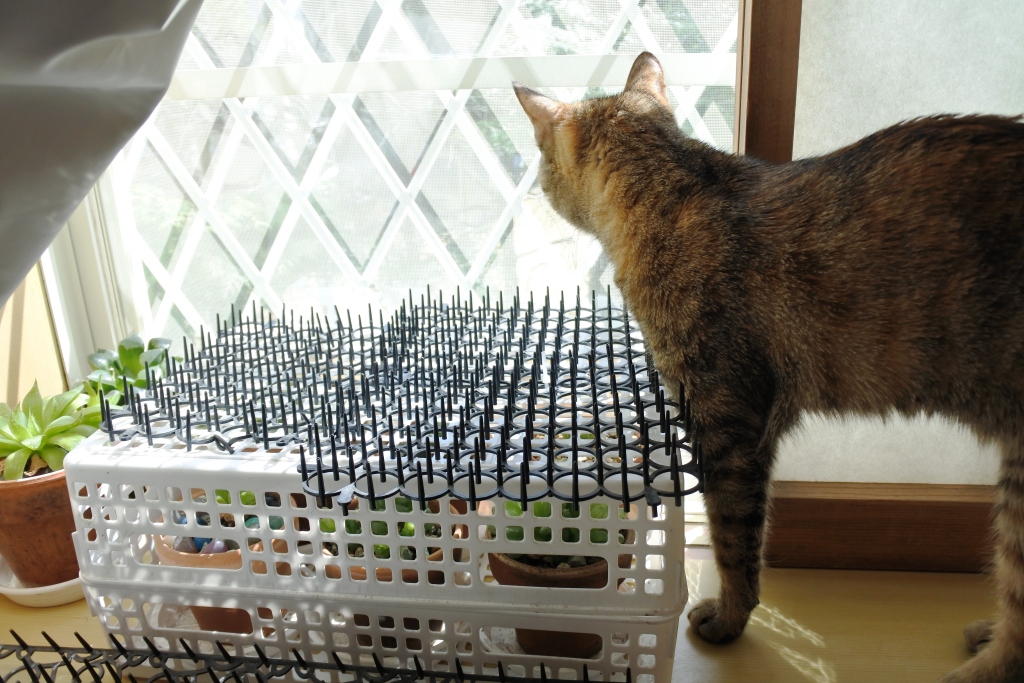 f:id:vegan24:20180331204203j:plain f:id:vegan24:20180331204203j:plain