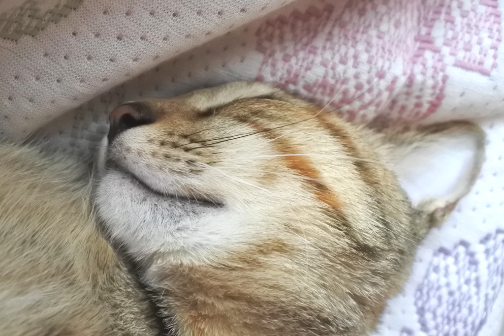 f:id:vegan24:20180510205343j:plain