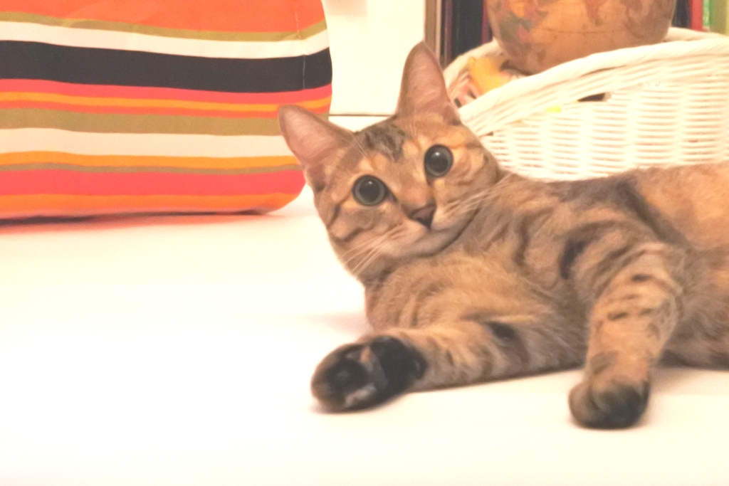 f:id:vegan24:20180713130520j:plain