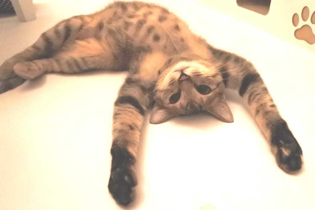 f:id:vegan24:20180713130525j:plain