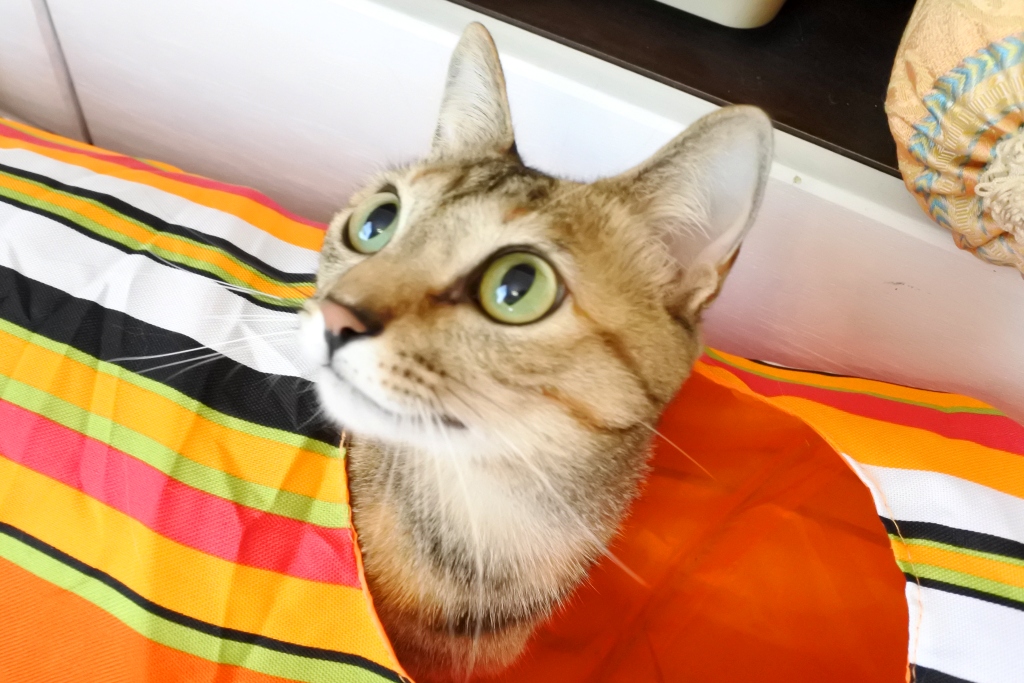 f:id:vegan24:20190501182632j:plain