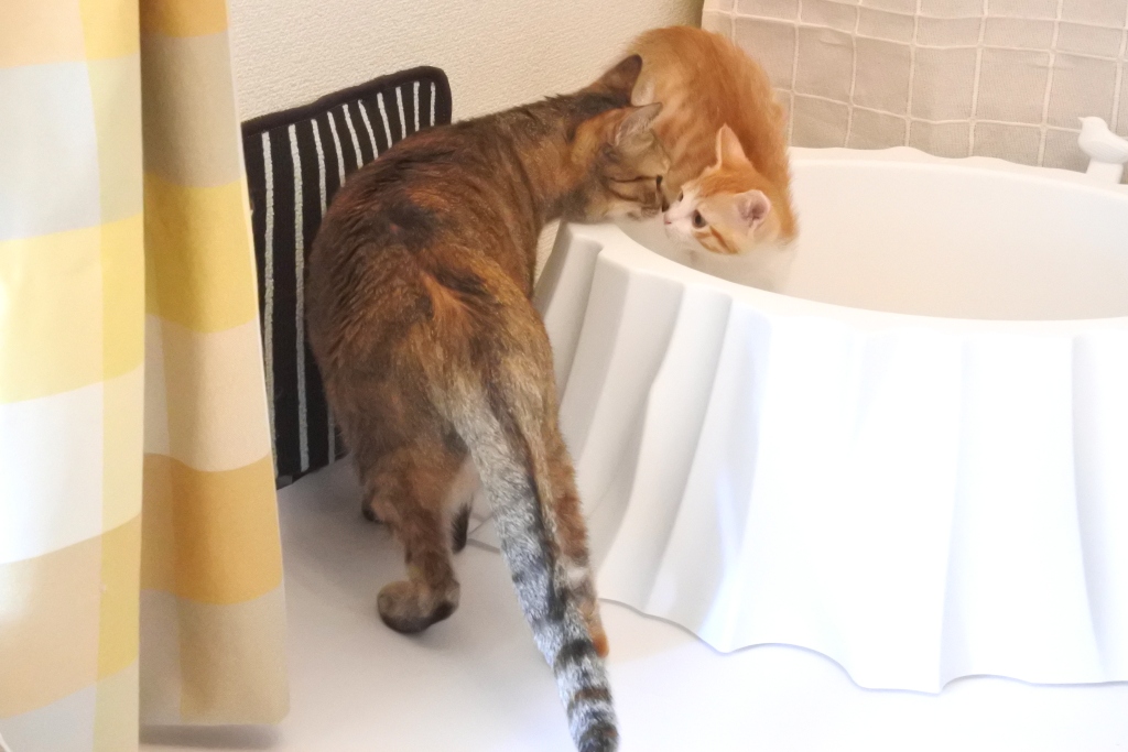 f:id:vegan24:20190602205940j:plain