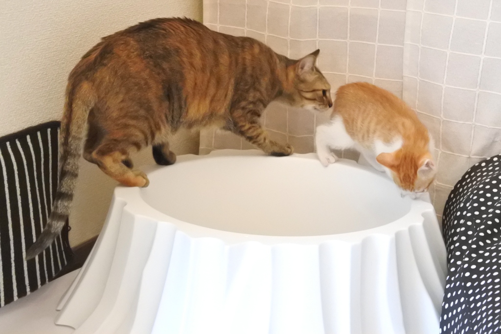 f:id:vegan24:20190602205956j:plain