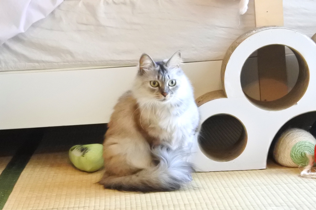 f:id:vegan24:20190602210035j:plain