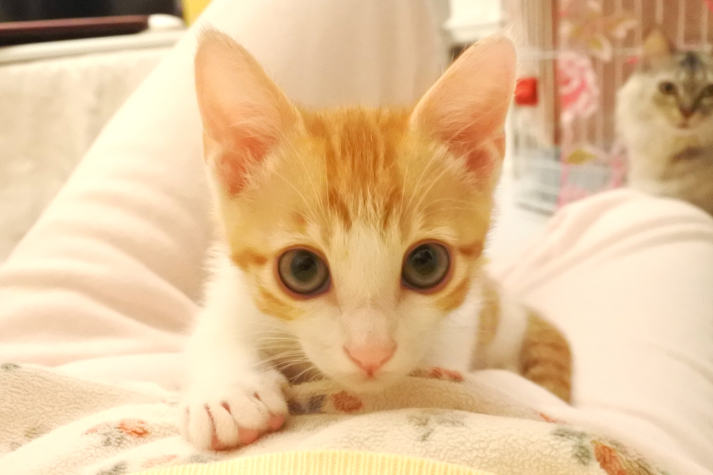 f:id:vegan24:20190602210039j:plain