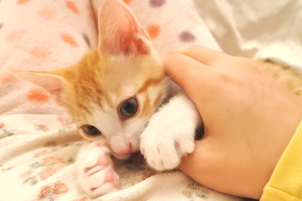 f:id:vegan24:20190602210043j:plain