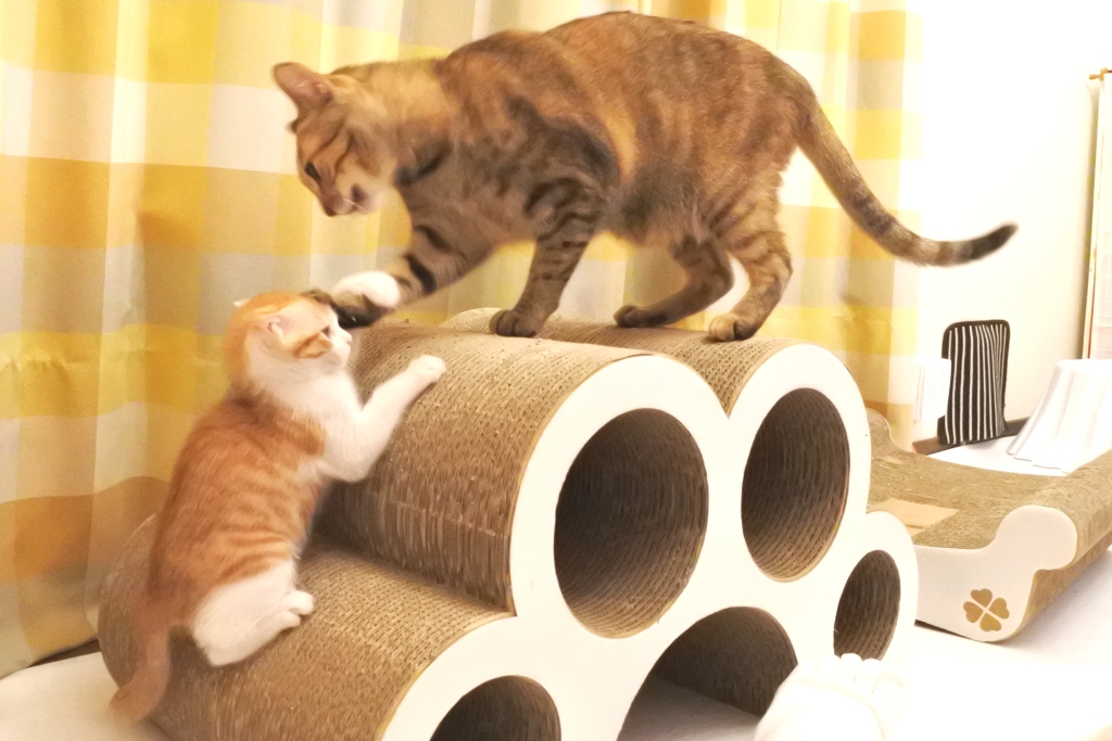 f:id:vegan24:20190609163316j:plain