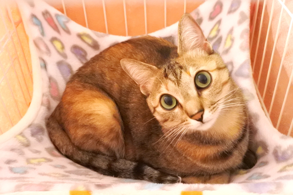 f:id:vegan24:20190609163322j:plain