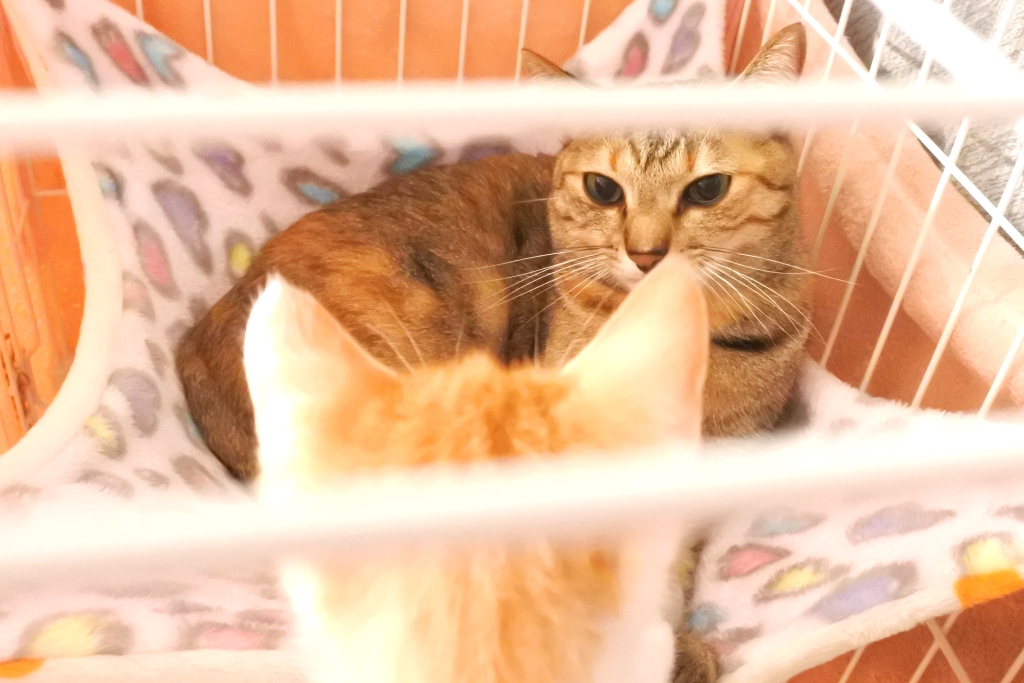 f:id:vegan24:20190609163327j:plain