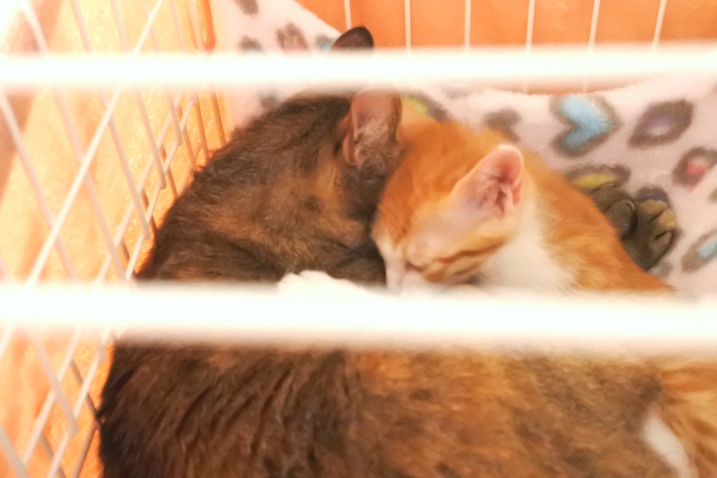 f:id:vegan24:20190609163332j:plain