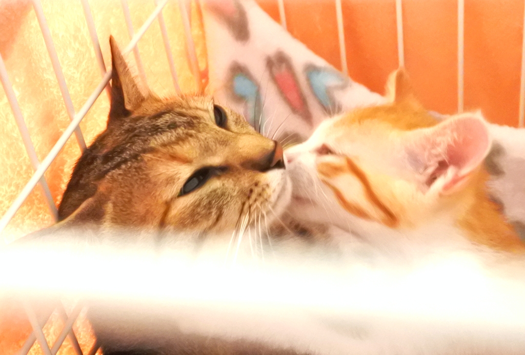 f:id:vegan24:20190609163337j:plain