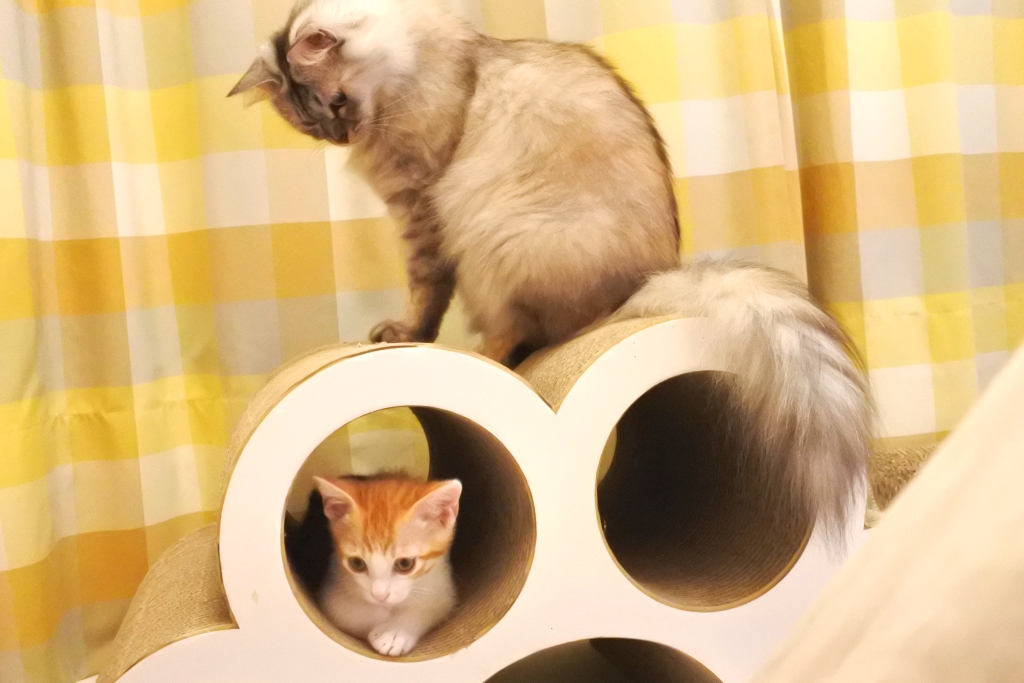 f:id:vegan24:20190609163345j:plain