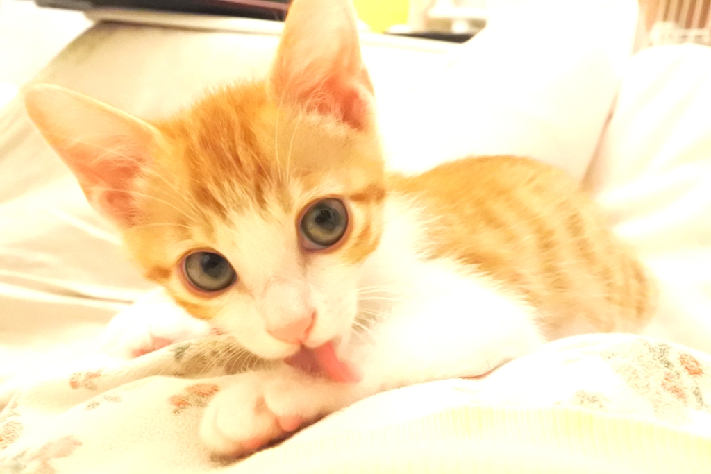 f:id:vegan24:20190609163748j:plain