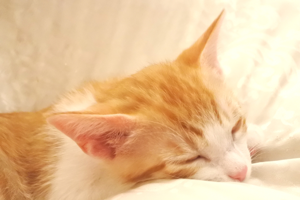 f:id:vegan24:20190615210930j:plain