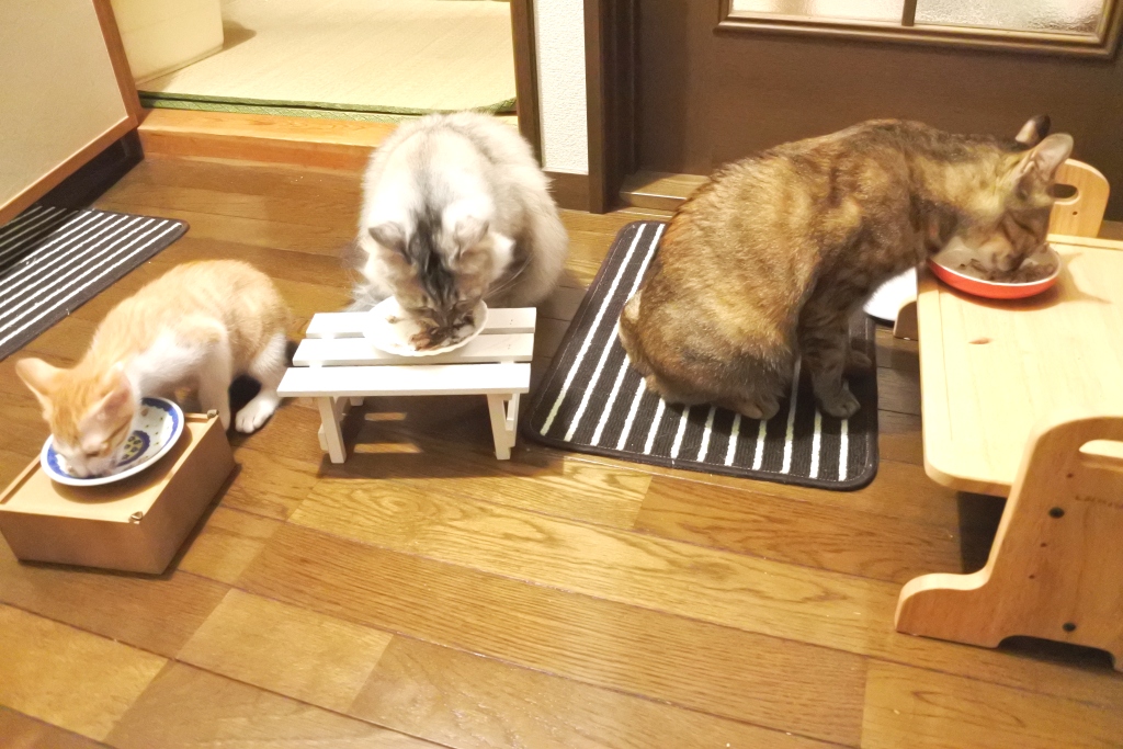 f:id:vegan24:20190615211031j:plain